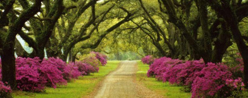 Plantation Oaks at Orange Blossom