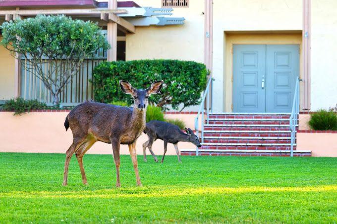 Canterbury Woods - Pacific Grove - Gallery Image 3