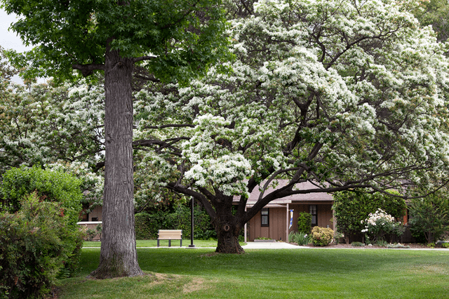 Mount San Antonio Gardens