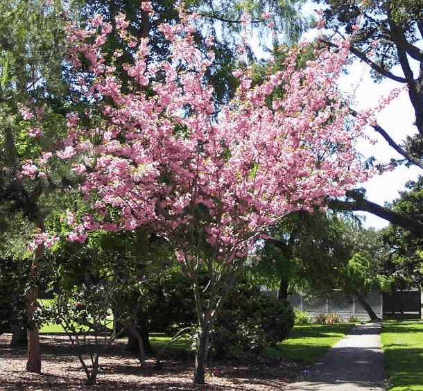 Heirloom Gardens of Burlingame - Gallery Image 5