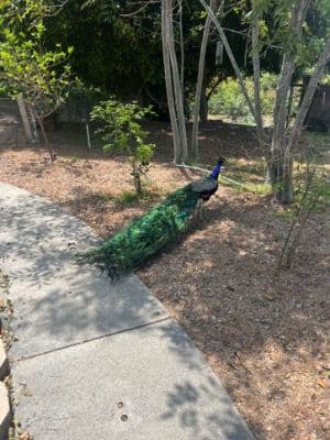 Golden Gardens - Gallery Image 2